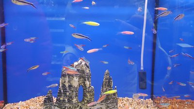 Мой аквариум JUWEL LIDO 120l LED (Натулька) 