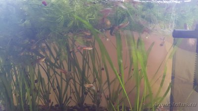 Мой аквариум JUWEL LIDO 120l LED (Натулька) 