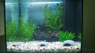 Мой аквариум JUWEL LIDO 120l LED (Натулька) 