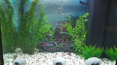 Мой аквариум JUWEL LIDO 120l LED (Натулька) 