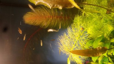 Опознание аквариумных растений - 20171217_095029.jpg