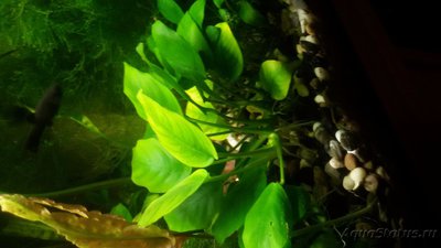 Опознание аквариумных растений - 20171217_091002.jpg