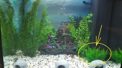 Мой аквариум JUWEL LIDO 120l LED (Натулька) 
