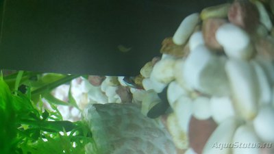 Мой аквариум JUWEL LIDO 120l LED (Натулька) 