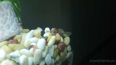Мой аквариум JUWEL LIDO 120l LED (Натулька) 