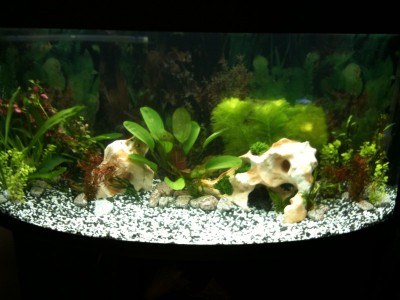 Мой аквариум 300 литров Grafova  - 1.jpg
