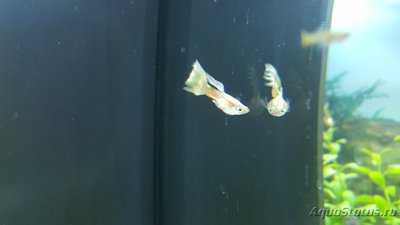 Мой аквариум JUWEL LIDO 120l LED (Натулька) 