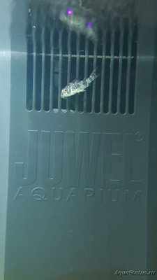 Мой аквариум JUWEL LIDO 120l LED (Натулька) 