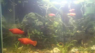 Совместимость рыбок в аквариуме - DSC_0088.JPG