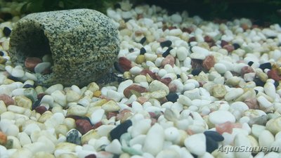 Мой аквариум JUWEL LIDO 120l LED (Натулька) 