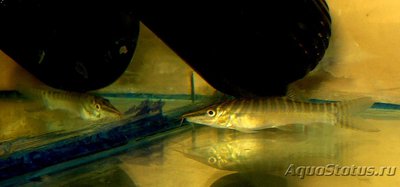 Фото Карантин рыб в аквариуме (photo#97527)
