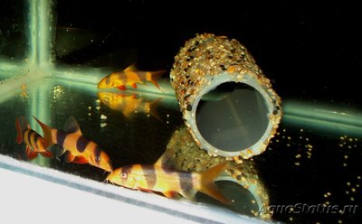 Карантин рыб в аквариуме - DSC03401.jpg