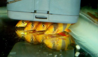 Карантин рыб в аквариуме - DSC03439т.jpg