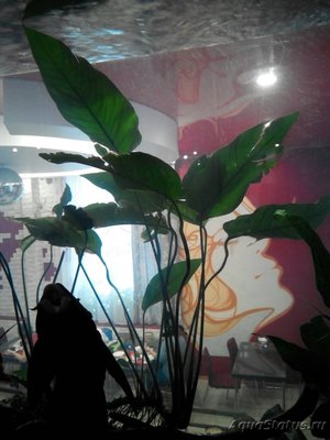 Фото Опознание аквариумных растений (photo#97723)