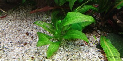 Опознание аквариумных растений - photo_2018-01-23_08-23-48.jpg