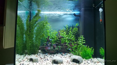 Мой аквариум JUWEL LIDO 120l LED (Натулька) 