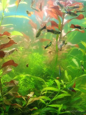 Цветение воды, зеленая вода, позеленела аквариум - 2.jpg