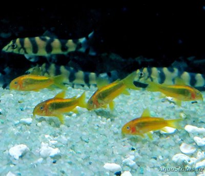 Совместимость рыбок в аквариуме - IMG_0373.JPG