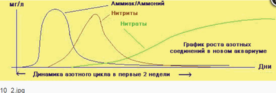 Перезапуск маленького аквариума для одного петушка