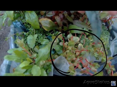 Опознание аквариумных растений - 2018-02-01 17.41.53.jpg
