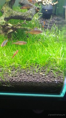 Запуск 20л на Dennerle Scaper's Soil (ded_boroda4)