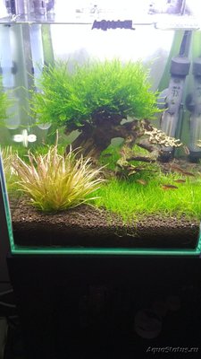Запуск 20л на Dennerle Scaper's Soil (ded_boroda4)