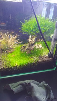 Запуск 20л на Dennerle Scaper's Soil (ded_boroda4)