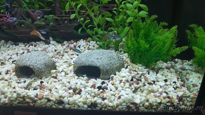 Мой аквариум JUWEL LIDO 120l LED (Натулька) 