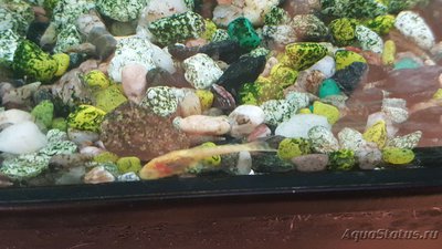 Мой аквариум JUWEL LIDO 120l LED (Натулька) 