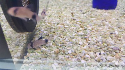 Мой аквариум JUWEL LIDO 120l LED (Натулька) 