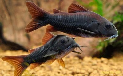 Фото Коридорас Венесуэла Блэк Corydoras sp. «Black Venezuela»  (photo#98718)