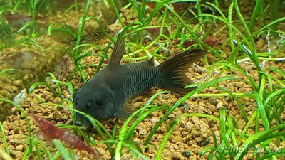 Фото Коридорас Венесуэла Блэк Corydoras sp. «Black Venezuela»  (photo#98719)