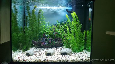 Мой аквариум JUWEL LIDO 120l LED (Натулька) 