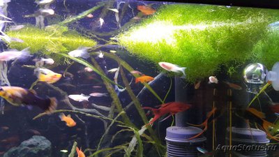 Опознание аквариумных растений - 20180214_111938.jpg