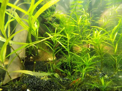 Опознание аквариумных растений - DSCN3025.JPG
