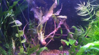 Опознание аквариумных растений - P_20180219_205349.jpg