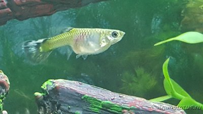 Мой аквариум JUWEL LIDO 120l LED (Натулька) 