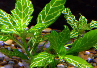 Фото Гигрофила разнородная Вайс-Грюн Hygrophila difformis WeifiGrun  (photo#99471)